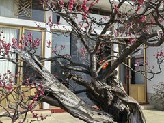 -无锡梅园公园