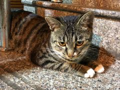 -南门头上美食街