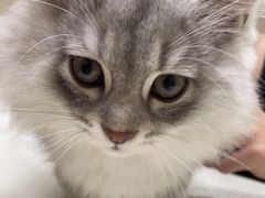 -瑞鹏宠物医院·超声·骨科·奇麟分院(蜀都万达店)