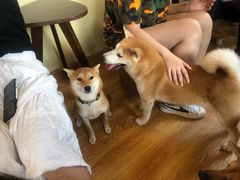 -柴犬高等学院·狗咖·柴犬售卖·宠物训练