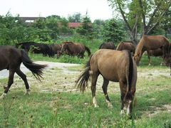 马-苏州太湖牛仔风情度假村