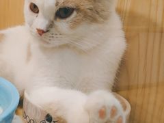 -屋虎猫馆(宝安大仟里店)