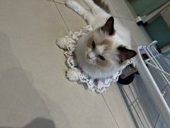 -怪兽屋·羊驼·猫咖·狗咖(俊华广场店)