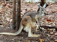 -清迈夜间动物园