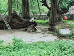 -都江堰中华大熊猫苑