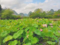 -靖西鹅泉风景区