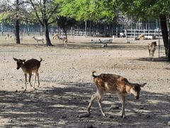 -北京麋鹿生态实验中心