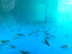 -SHRIMP CLUB万东餐饮钓虾·清吧