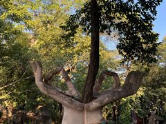 -瑞丽独树成林风景区