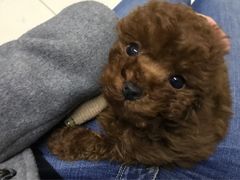 -中农大我爱我爱24h动物医院·中医针灸·猫专科·骨科医疗中心(双井店)