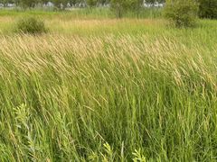 -野鸭湖国家湿地公园