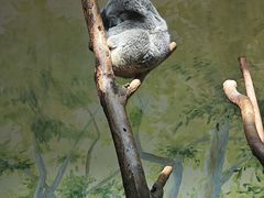 -广州长隆野生动物世界