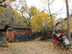 -千年银杏谷文化旅游区