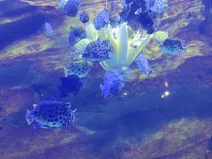 -珠海长隆海洋王国