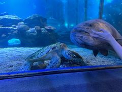 -太平洋海底世界