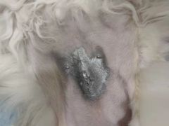 -萌兽医馆·犬猫专科·眼科中心·宠物医院(朝阳门分院)