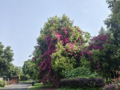 -张坝桂圆林公园