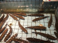 -滇海谣云南斑鱼养生火锅(北戴河旗舰店)