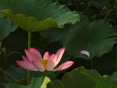 -丰台花园