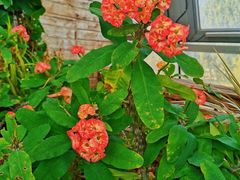 -北京植物园-展览温室