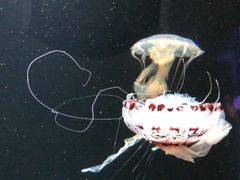 -成都浩海立方海洋公园