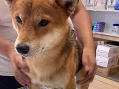 -宠福鑫康馨动物医院·骨科·眼科