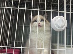 -翊宠yipet猫狗购宠庄园犬舍•猫舍