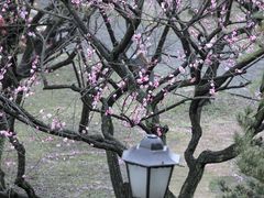 -苏州上方山国家森林公园