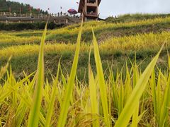 -紫鹊界梯田景区