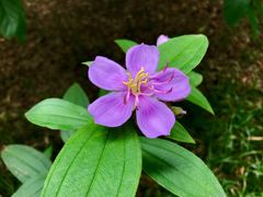 -中国科学院华南植物园