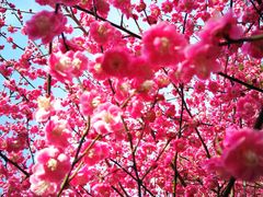 -白塘生态植物园