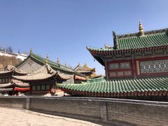 -塔尔寺菩提树