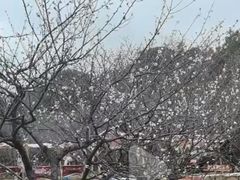 -香雪海