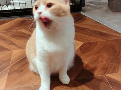 -曲阳花鸟市场(曲阳路店)