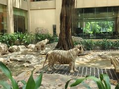 -白虎自助餐厅·真老虎·景观自助餐厅(广州长隆酒店)