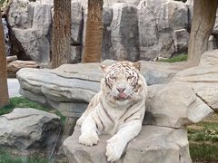 -北京野生动物园