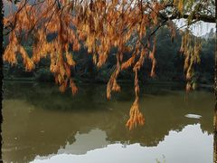 -深圳仙湖植物园