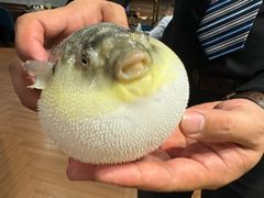 -肆月河豚·新淮扬(金融街店)