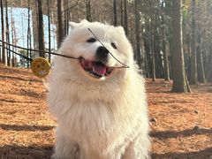-瑞派紫金宠物医院24小时·骨科·中兽医·重症转诊中心(番禺大石院)