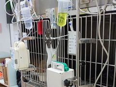 -宠福鑫康馨动物医院·骨科·眼科