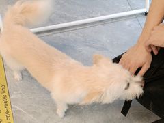 -美联众合爱康动物医院•复杂内科•肿瘤科•牙科•腔镜诊疗中心