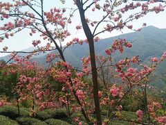 -无量山自然风景保护区