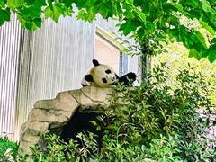 -卧龙中华大熊猫苑神树坪基地
