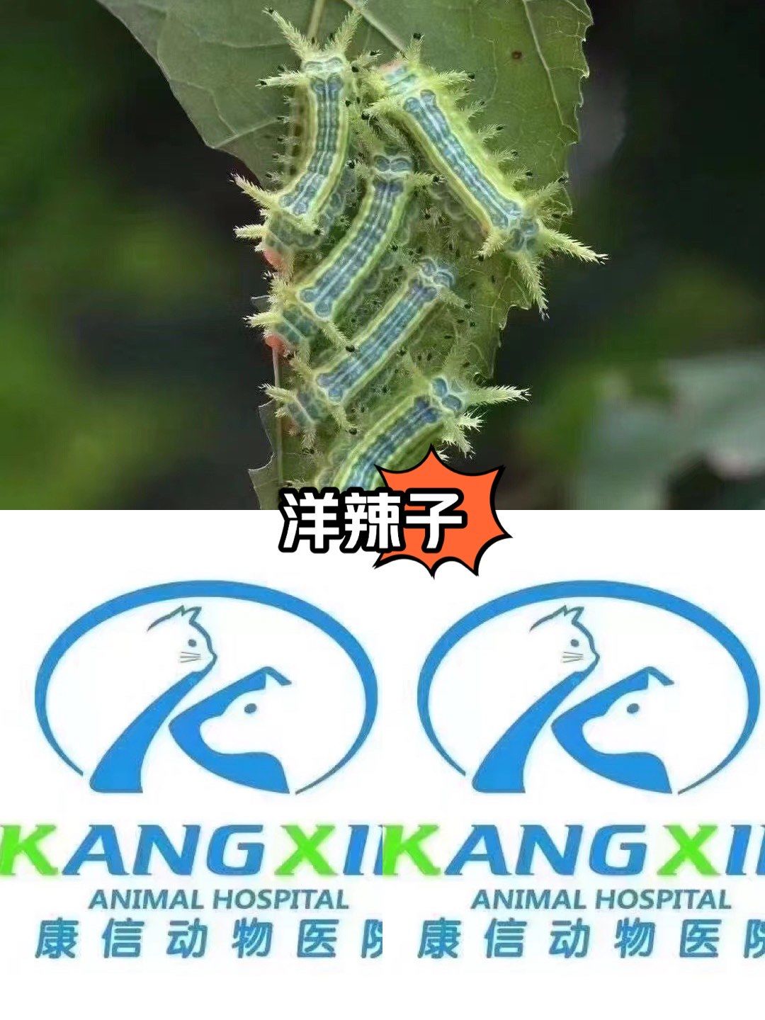99:969696洋辣子"毒性及活动周期
近期多发狗狗遛弯过程中