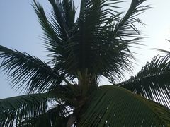 -三亚亚龙湾金棕榈度假酒店