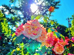 -大兴滨河森林公园