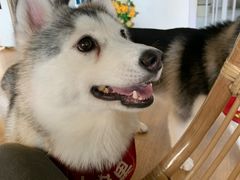 -Husky Go! 哈士奇体验馆·宠物咖啡厅狗咖