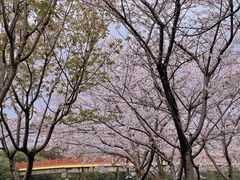 -高东镇樱花园