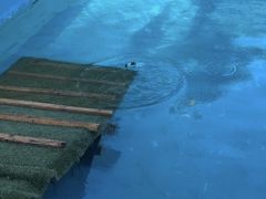 -宠物寄养训练学校