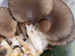 -大自然农场蔬菜草莓采摘园